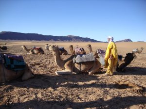 retraite yoga et chameaux